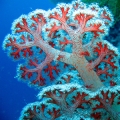 Coral Reef